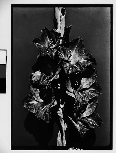 [Gladiola in Front of Backdrop, Darien, Connecticut]