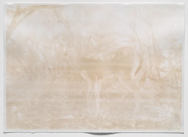 Animal Selfie — Glen Baldridge