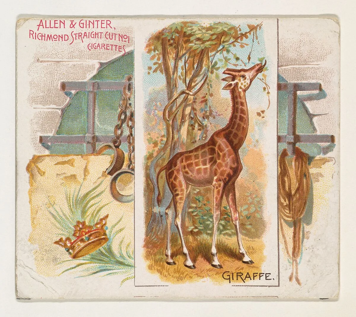 Giraffe, from Quadrupeds series (N41) for Allen & Ginter Cigarettes — Allen & Ginter|Lindner, Eddy & Claus