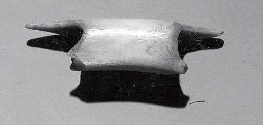 Nose Ornament