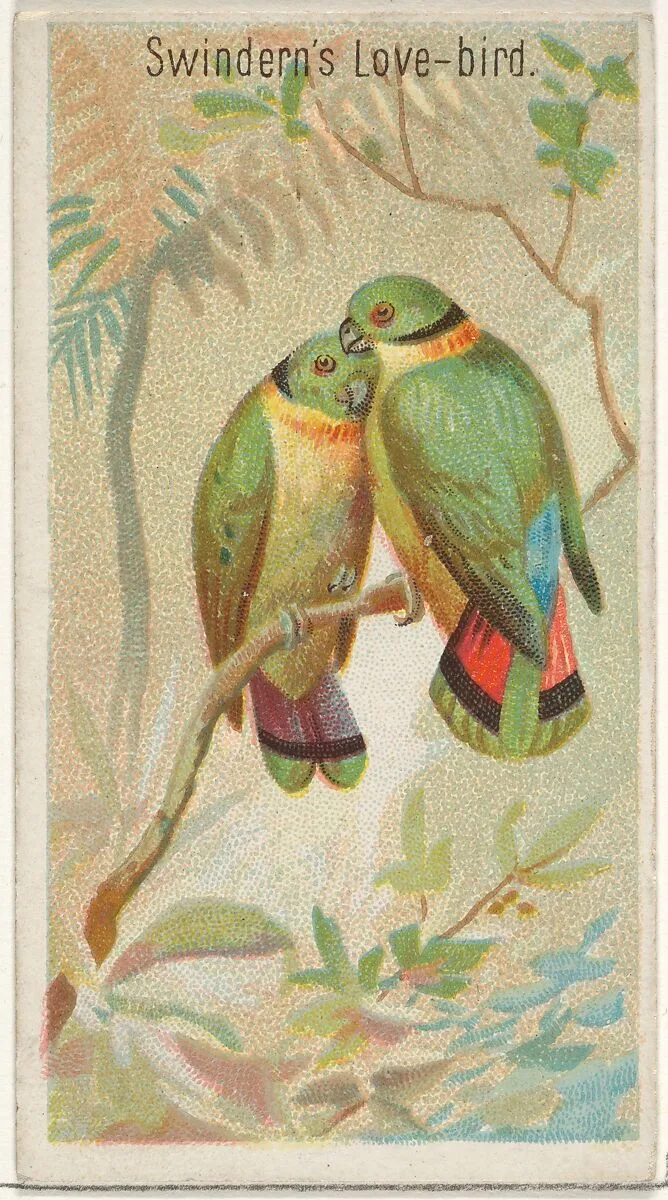 Swindern's Love-Bird, from the Birds of the Tropics series (N5) for Allen & Ginter Cigarettes Brands — Allen & Ginter|George S. Harris & Sons