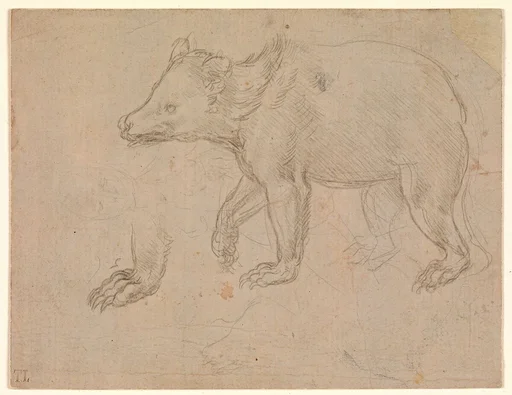 A Bear Walking