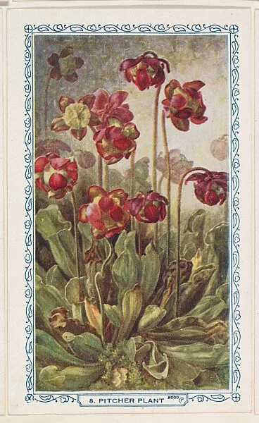 8. Pitcher Plant, bakery insert card from the Flower Pictures series (D36), issued by the Freihofer Baking Company — Freihofer Baking Company