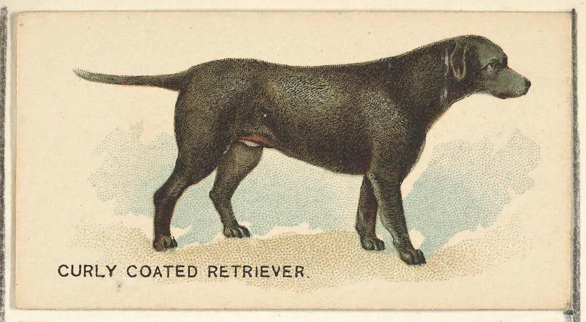 Curly Coated Retriever, from the Dogs of the World series for Old Judge Cigarettes — Goodwin & Company