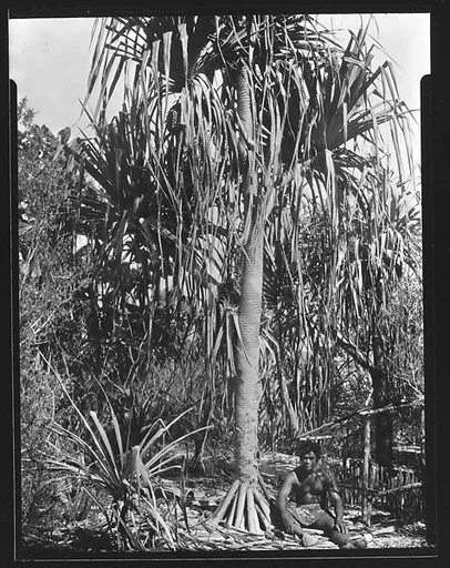 [South Seas: Tree and Wooden Pen]