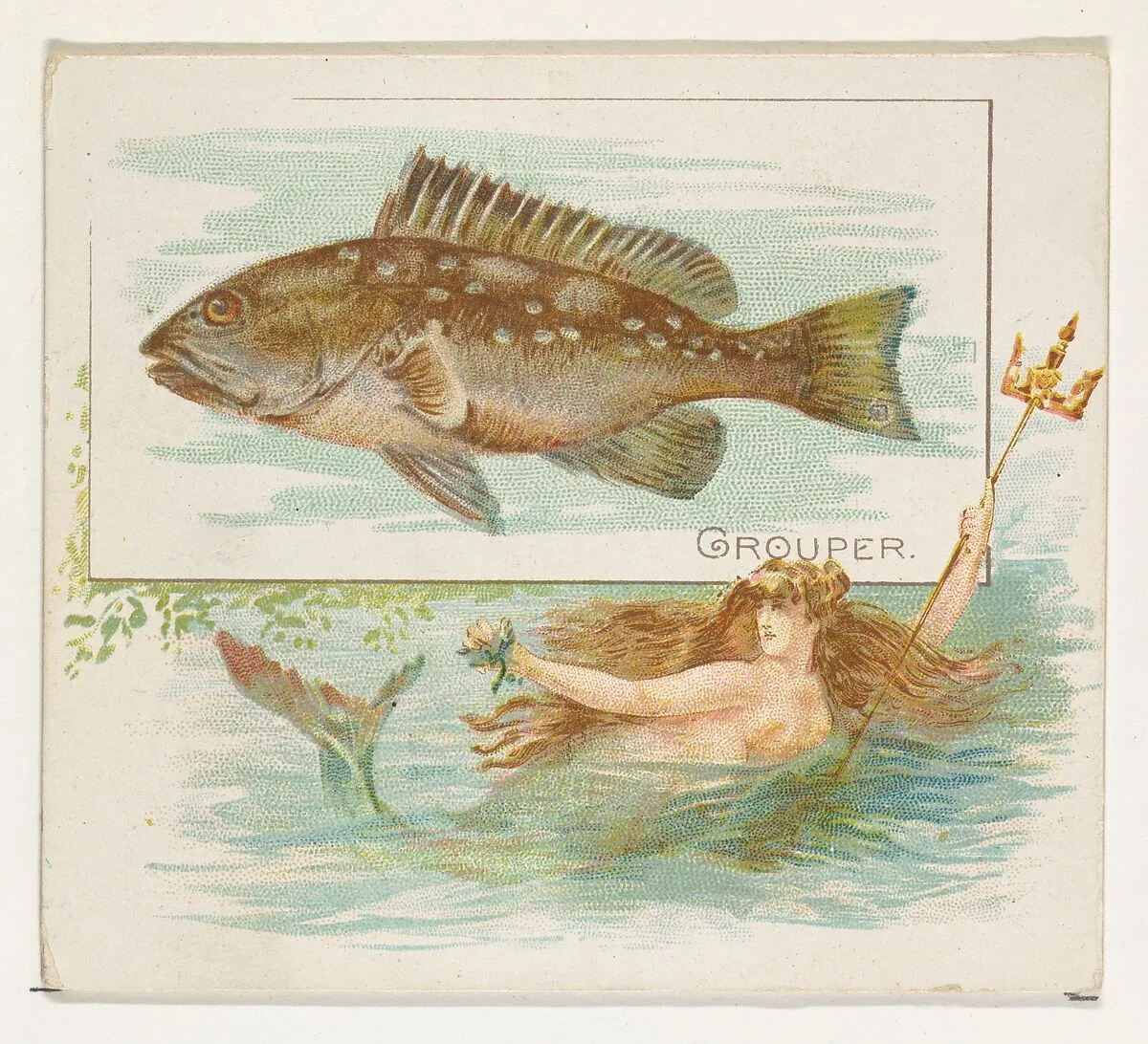 Grouper, from Fish from American Waters series (N39) for Allen & Ginter Cigarettes — Allen & Ginter|Lindner, Eddy & Claus