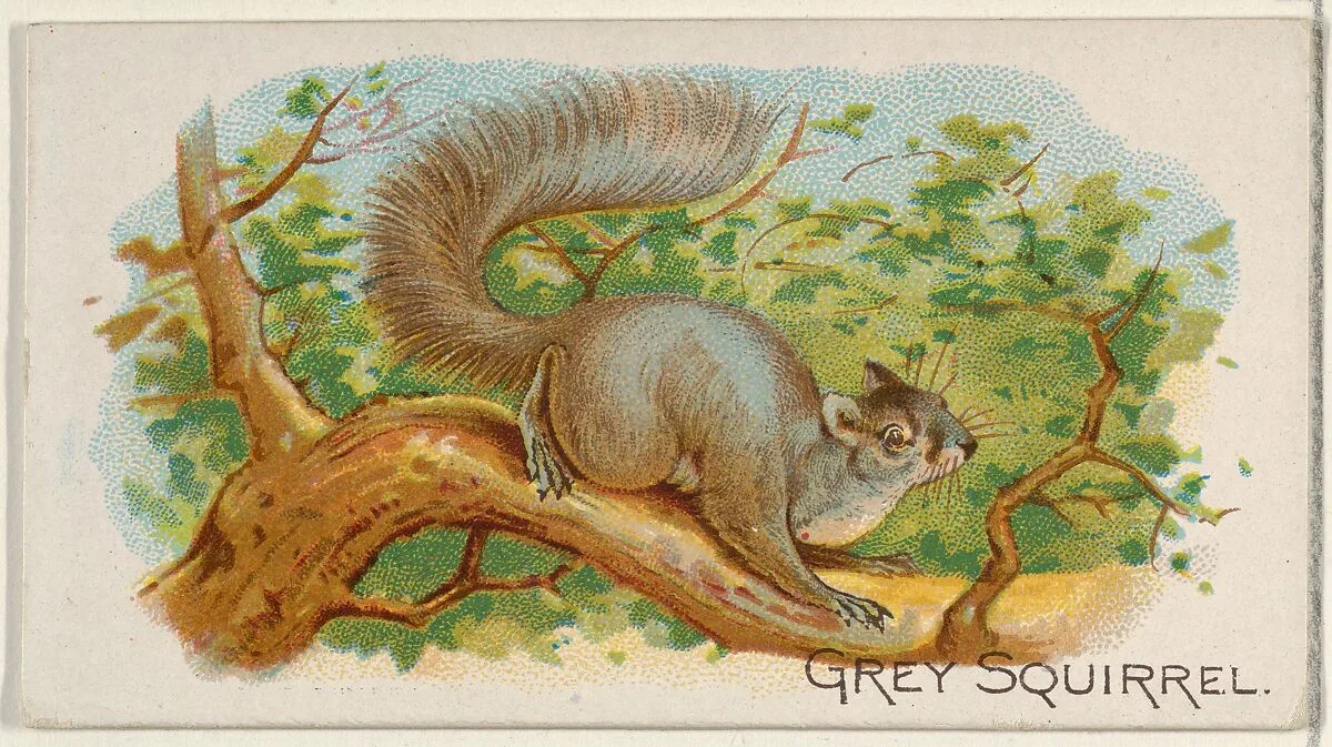 Grey Squirrel, from the Quadrupeds series (N21) for Allen & Ginter Cigarettes — Allen & Ginter|Lindner, Eddy & Claus