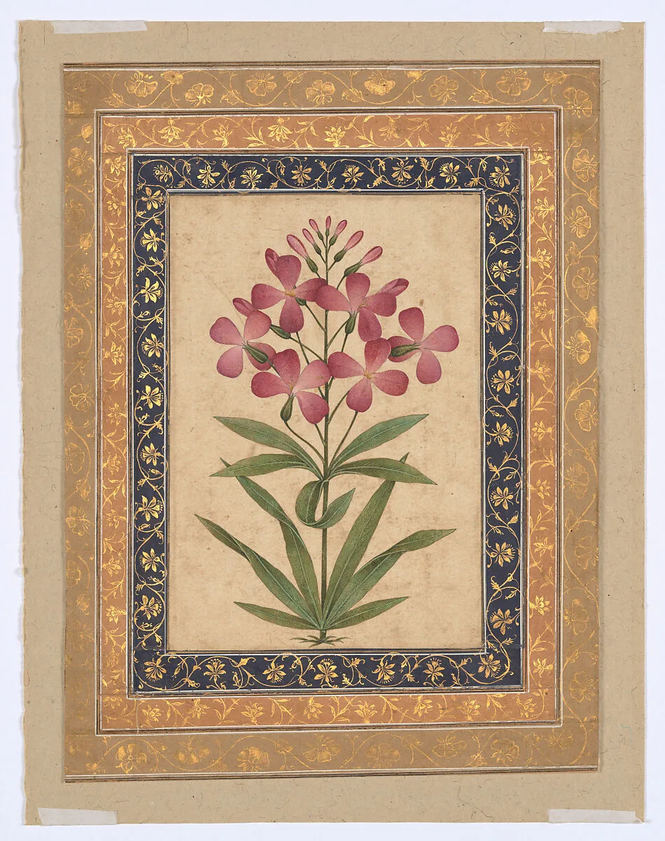 Botanical Painting: Geranium — Unknown