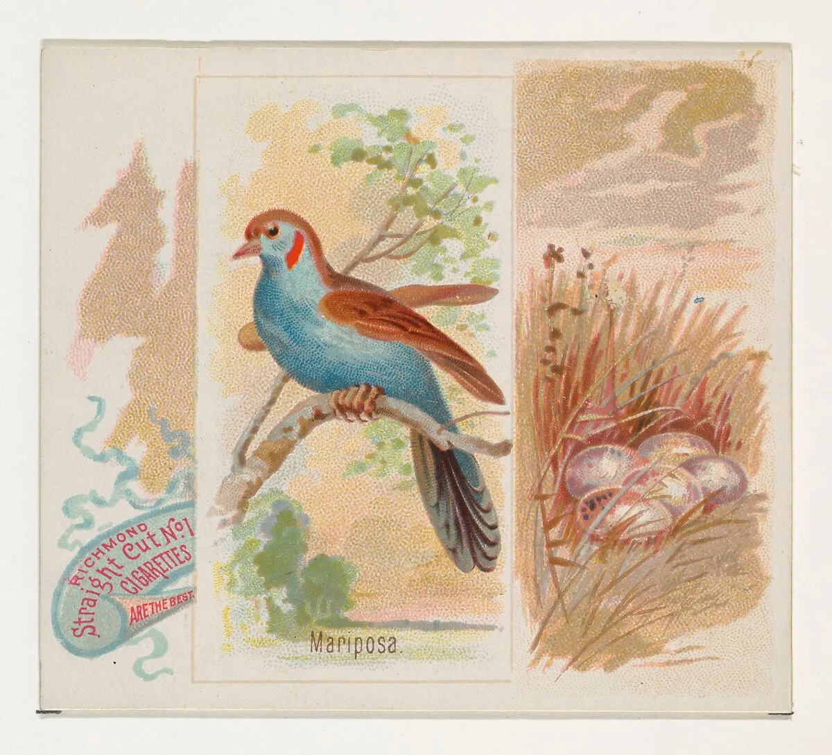 Mariposa, from the Song Birds of the World series (N42) for Allen & Ginter Cigarettes — Allen & Ginter|George S. Harris & Sons