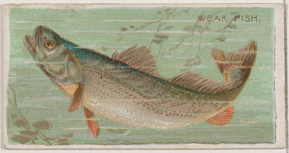 Weak Fish, from the series Fishers and Fish (N74) for Duke brand cigarettes — W. Duke, Sons & Co.|Knapp & Company