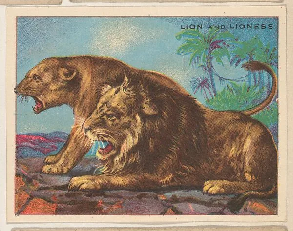 Lion and Lioness, collector card from the Animals series (D9), issued by the Weber Baking Company to promote Onist Milk and Pullman Bread — Weber Baking Company
