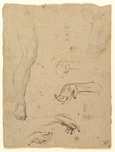 Studies of Legs, Hands, and Torso