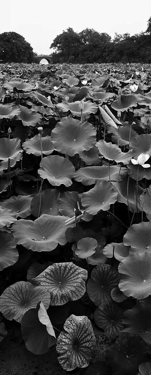 Untitled — Lois Conner