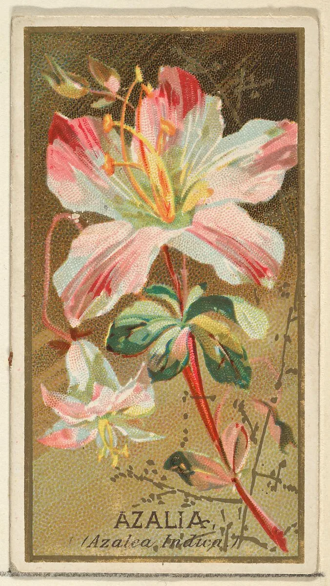 Azalia (Azalea Indica), from the Flowers series for Old Judge Cigarettes — Goodwin & Company|George S. Harris & Sons