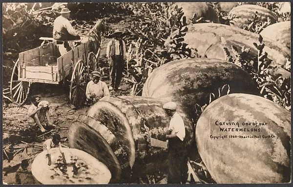 Carving One of Our Watermelons — William H. Martin