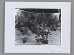 Marinduque Island Jungle--Stage #36 — Robert Cumming