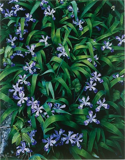 Crested Dwarf Iris, Great Smokey Mountains National Park, Tennessee