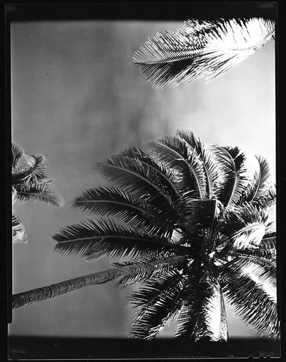 [South Seas: Palm Tree]
