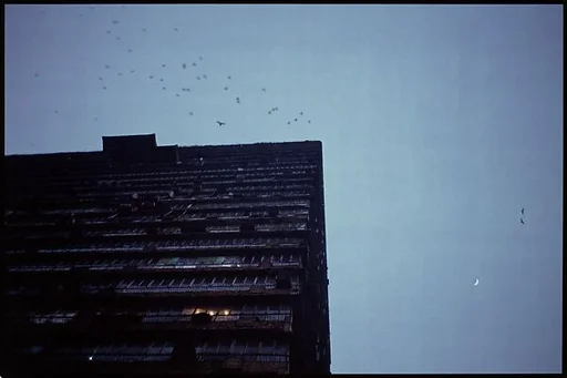 Building and Birds