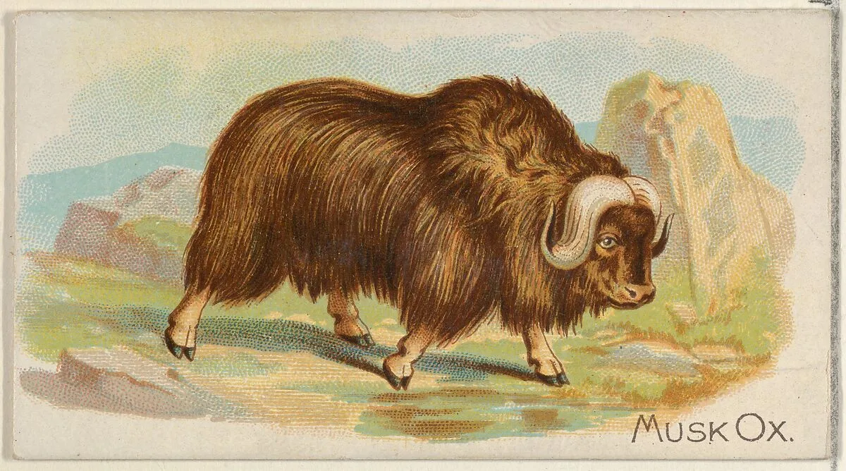Musk Ox, from the Quadrupeds series (N21) for Allen & Ginter Cigarettes — Allen & Ginter|Lindner, Eddy & Claus
