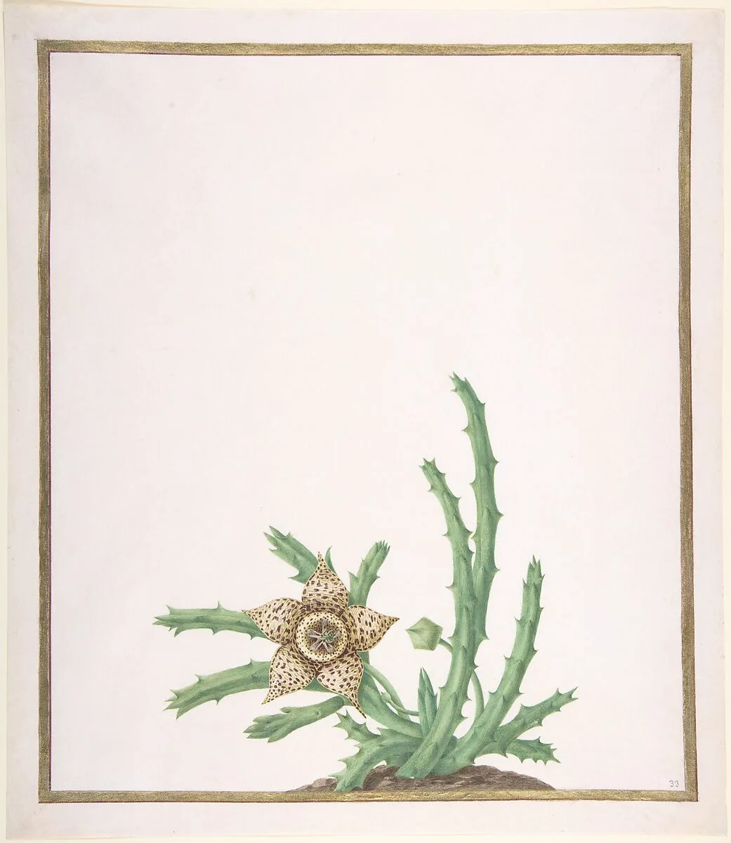 A Stapelia Variegata — Nicolas Robert