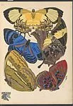 Papillons, Pl. 4 — Emile-Allain Séguy|Tolmer Editeur