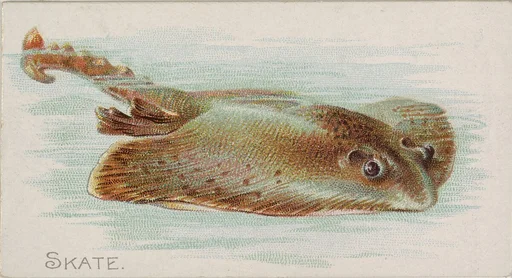 Skate, from the Fish from American Waters series (N8) for Allen & Ginter Cigarettes Brands
