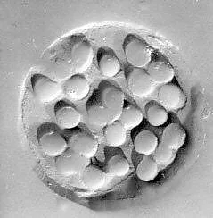 Stamp seal — Unknown