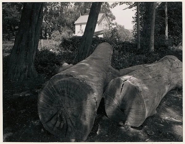 Two Logs and White House near Pescadero, California — Ansel Easton Adams