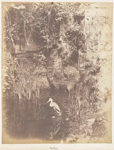 The Heron