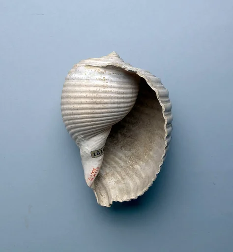 Shell