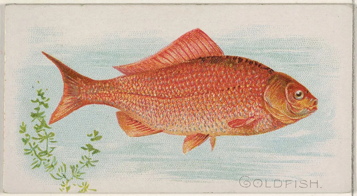 Goldfish, from the Fish from American Waters series (N8) for Allen & Ginter Cigarettes Brands — Allen & Ginter|Lindner, Eddy & Claus