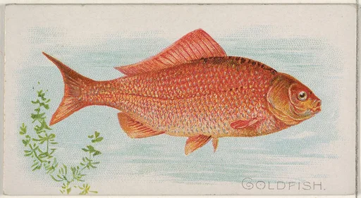 Goldfish, from the Fish from American Waters series (N8) for Allen & Ginter Cigarettes Brands