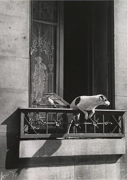 The Concierge's Dog, Paris — André Kertész|Igor Bakht