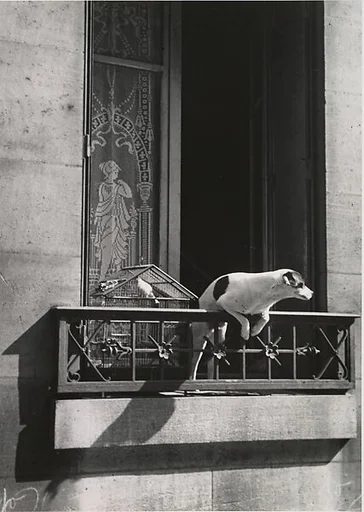 The Concierge's Dog, Paris