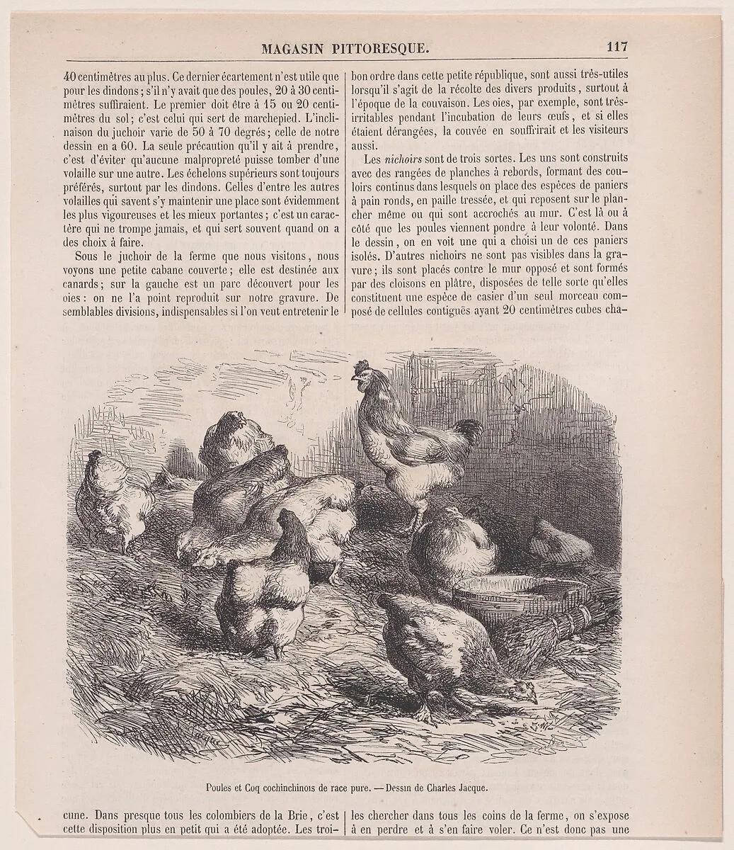 Poules et Coq cochinchinois de race pure; from Magasin Pittoresque — Charles Jacque|Charles Tamisier
