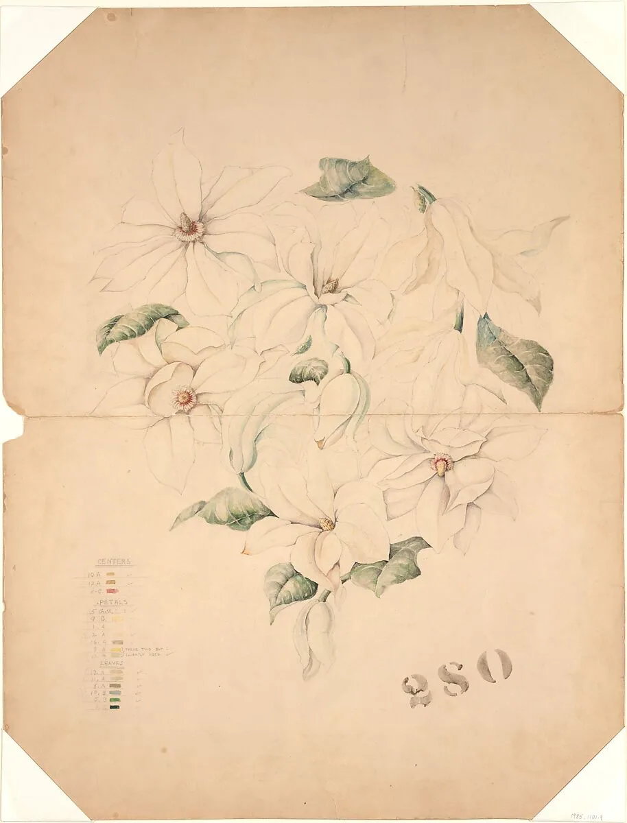 Design Drawing for Magnolia Vase — Tiffany & Co.