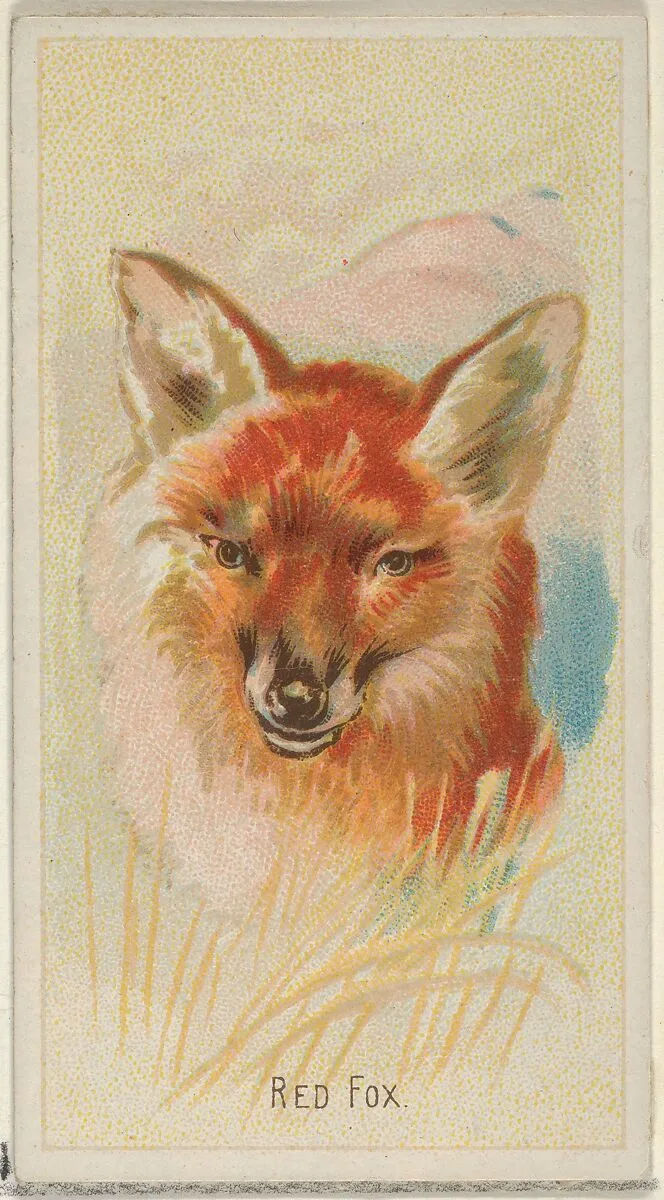Red Fox, from the Wild Animals of the World series (N25) for Allen & Ginter Cigarettes — Allen & Ginter|George S. Harris & Sons