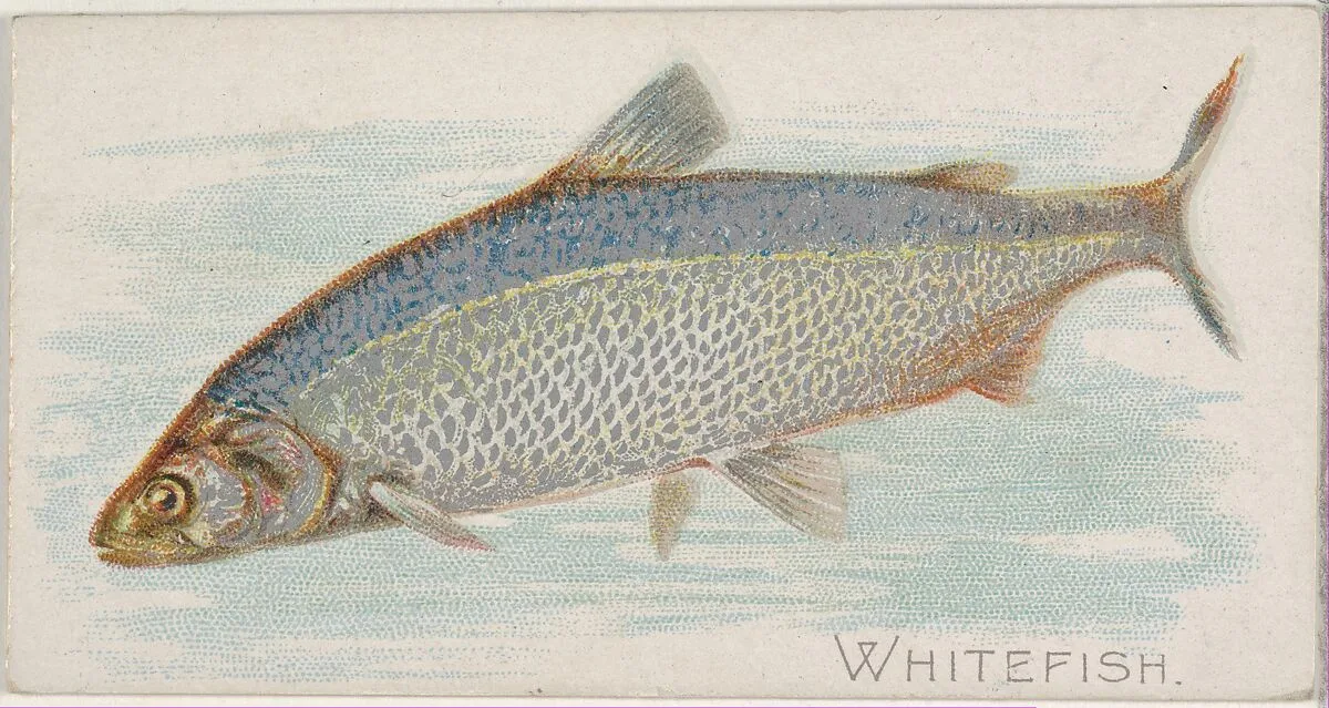 Whitefish, from the Fish from American Waters series (N8) for Allen & Ginter Cigarettes Brands — Allen & Ginter|Lindner, Eddy & Claus