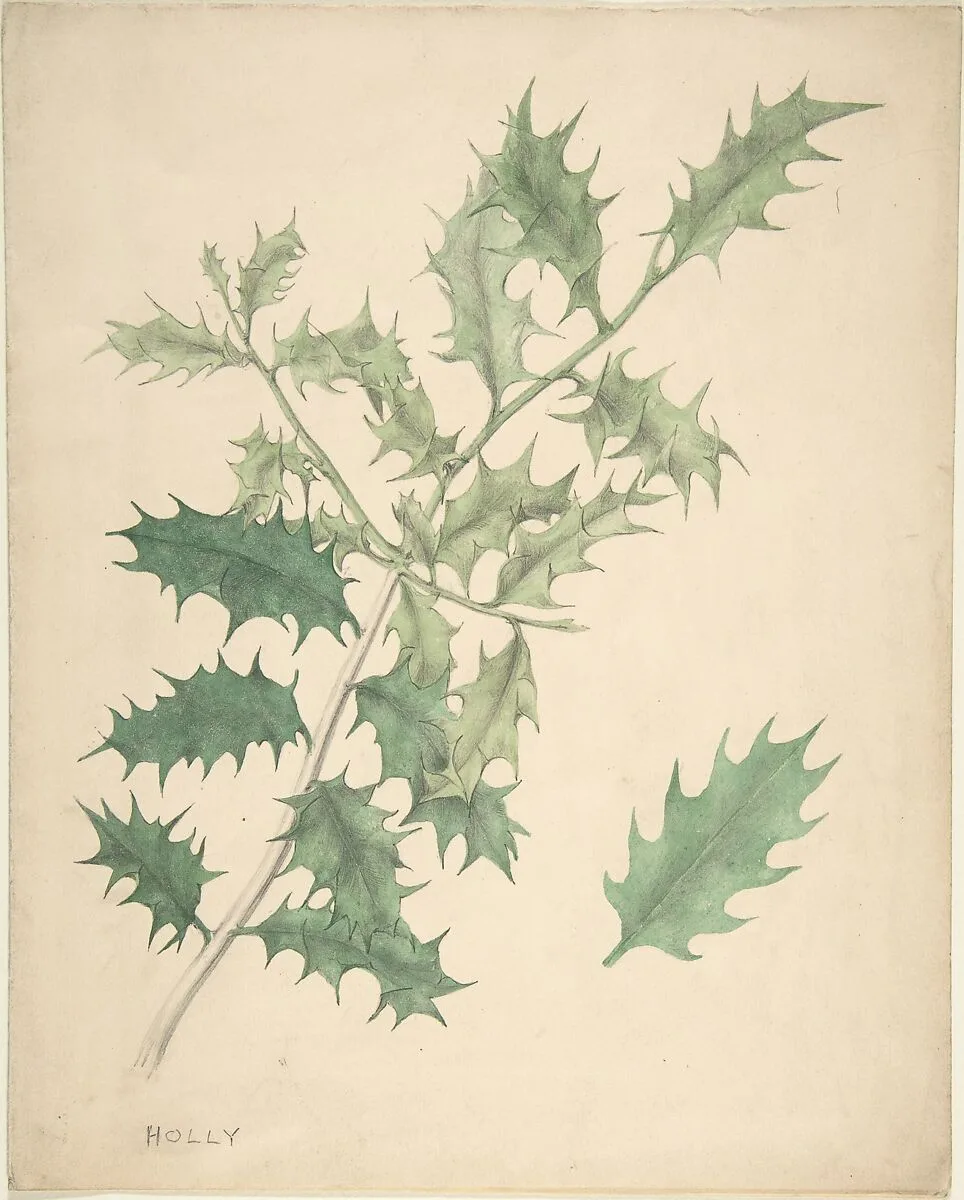 Holly Leaves — Anonymous, British, 19th century