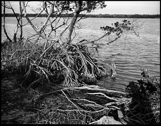 [Mangroves, Florida]