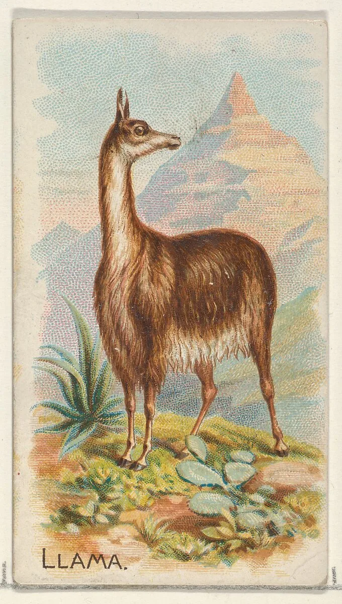 Llama, from the Quadrupeds series (N21) for Allen & Ginter Cigarettes — Allen & Ginter|Lindner, Eddy & Claus