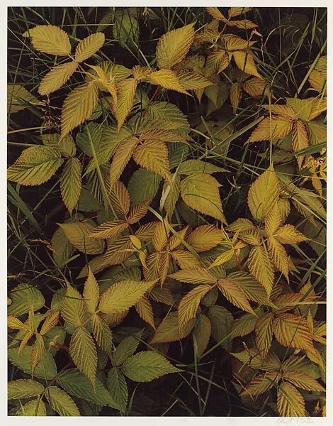Raspberry Leaves and Grass, Great Spruce Head Island, Maine — Eliot Porter