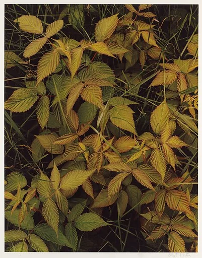 Raspberry Leaves and Grass, Great Spruce Head Island, Maine