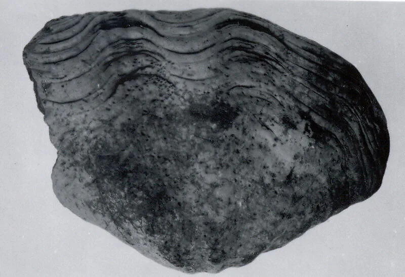 Tridacna shell — Unknown