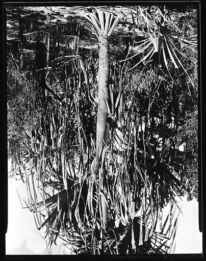 [South Seas: Palm Tree and Wooden Pen]