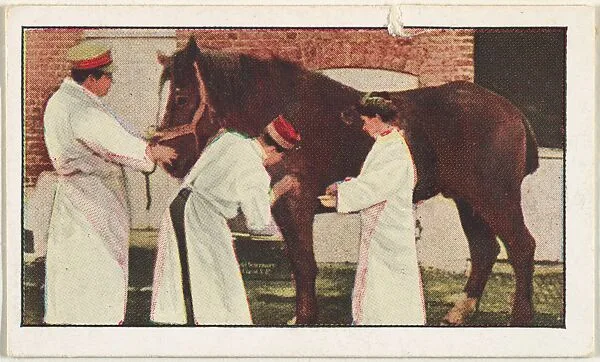 Card No. 238, Ministering to Wounded Horses Injured on the Field of Battle, from the World War I Scenes series (T121) issued by Sweet Caporal Cigarettes — American Tobacco Company|Underwood & Underwood
