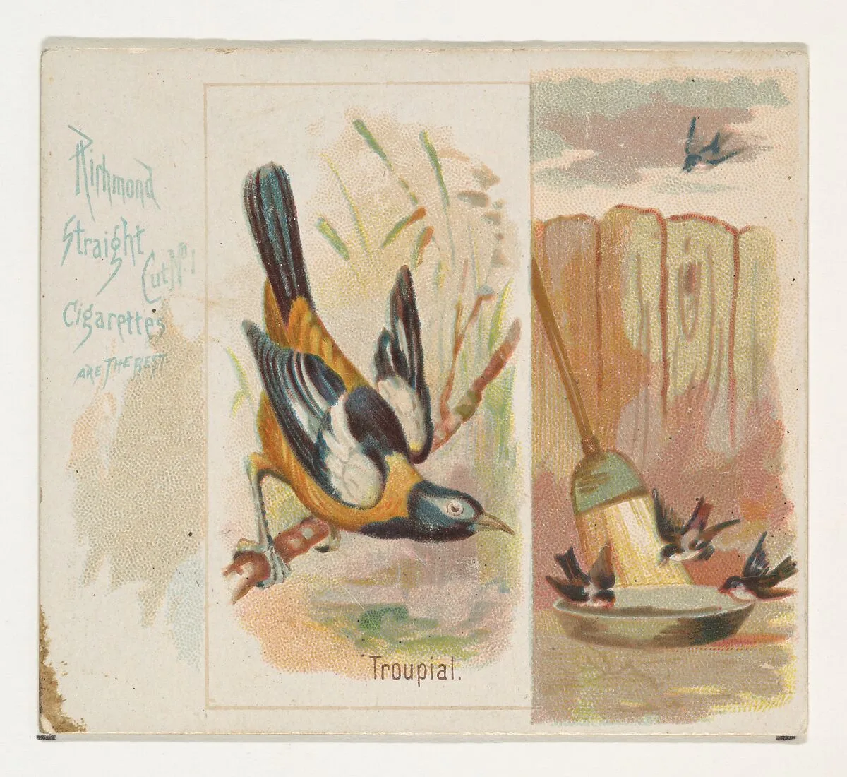 Troupial, from the Song Birds of the World series (N42) for Allen & Ginter Cigarettes — Allen & Ginter|George S. Harris & Sons