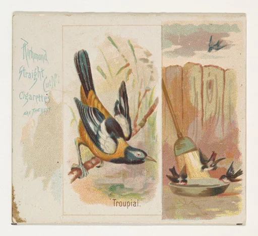 Troupial, from the Song Birds of the World series (N42) for Allen & Ginter Cigarettes
