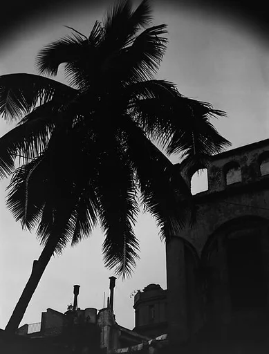 [Rooftops and Palm Tree, Havana]
